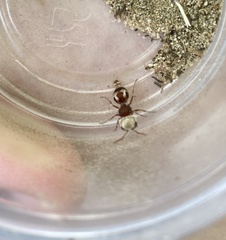 Pseudomethoca contumax