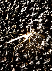 Arethaea brevicauda