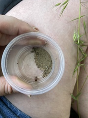 Pseudomethoca contumax