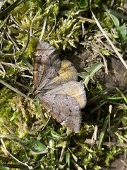 Epirranthis diversata