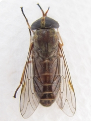 Tabanus sackeni