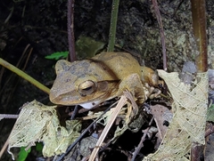 Polypedates megacephalus