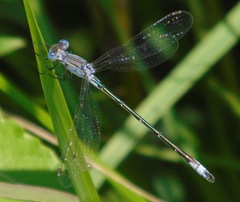 Lestes unguiculatus