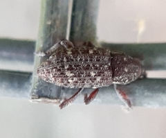 Pissodes striatulus