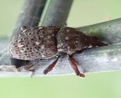 Pissodes striatulus