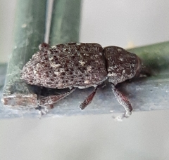 Pissodes striatulus