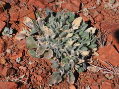 Viola purpurea aurea