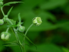 Geum geniculatum
