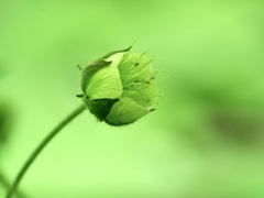 Geum geniculatum