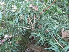 Asparagus falcatus