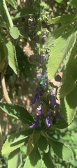 Euglossa