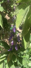 Euglossa