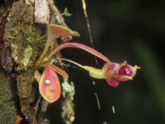 Masdevallia molossus