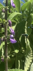 Euglossa