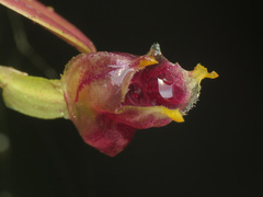 Masdevallia molossus