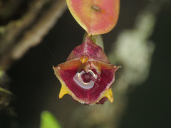 Masdevallia molossus