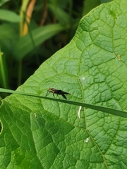 Rhamphomyia longicauda