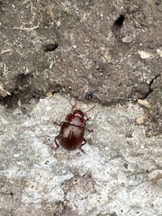 Chrysolina staphylaea