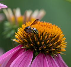 Dianthidium curvatum