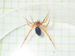 Stemmops nigrabdomenus