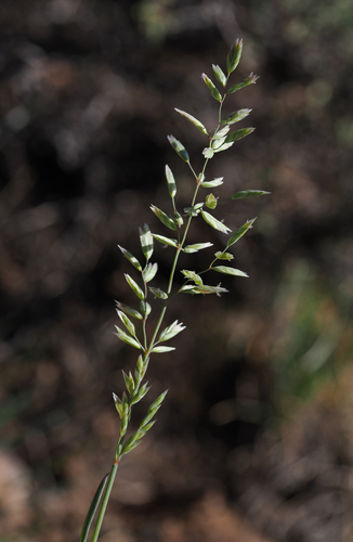 Stebbin's bluegrass (Poa stebbinsii)