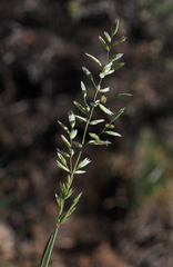 Poa stebbinsii