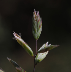 Poa stebbinsii