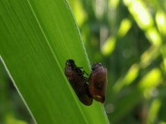 Eoscarta