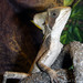 Hernandez’s Helmeted Basilisk - Photo (c) Joe Townsend, some rights reserved (CC BY-NC-ND)