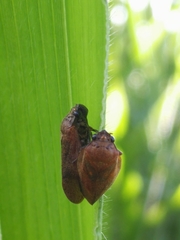 Eoscarta