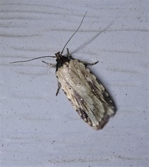 Agonopterix atrodorsella