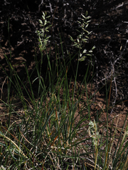 Poa stebbinsii