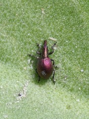 Pseudaplemonus limonii