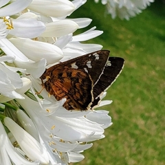 Apyrrothrix araxes araxes