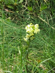 Pedicularis tuberosa