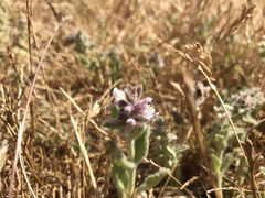 Stachys albens