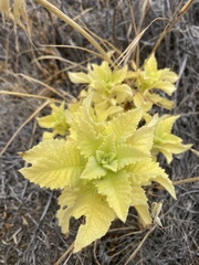 Eriodictyon tomentosum