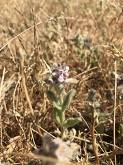 Stachys albens