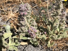 Stachys albens