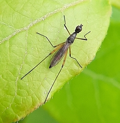 Micropeza corrigiolata