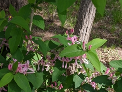 Lonicera tatarica