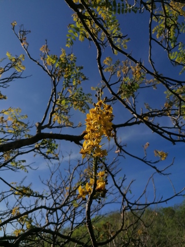 Coulteria mollis, photograph 2