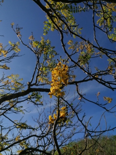 Coulteria mollis, photograph 5