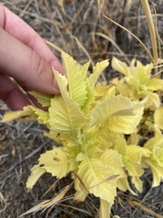 Eriodictyon tomentosum