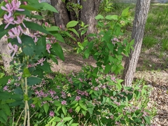 Lonicera tatarica