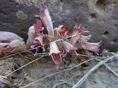 Aphyllon corymbosum