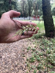 Elymus californicus