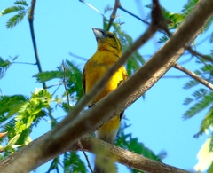 Pheucticus chrysopeplus