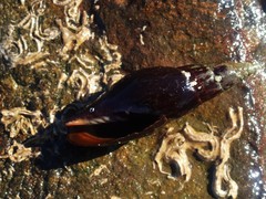Isara carbonaria