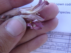 Aphyllon corymbosum